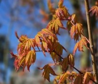 Acer palmatum 'Ueno Yama' - Japanse Esdoorn 'Ueno Yama' - 7 april 2026
