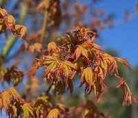 Acer palmatum 'Ueno Yama' - Japanse Esdoorn 'Ueno Yama' - 2