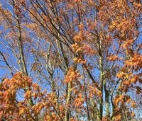 Acer palmatum 'Ueno Yama' - Japanse Esdoorn 'Ueno Yama' - 3
