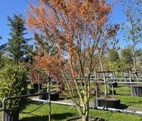 Acer palmatum 'Ueno Yama' - Japanse Esdoorn 'Ueno Yama' - 4