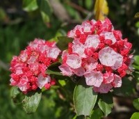 Kalmia latifolia - Lepelboom - 4