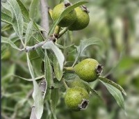 Pyrus salicifolia 'Pendula' - Wilgbladige peer - 1