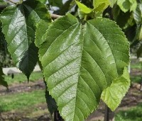 Morus rubra 'Wellington' - Moerbei, Wellington - 1