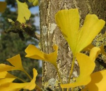 Ginkgo Biloba