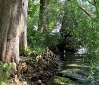 Taxodium distichum - Moerascypres - 2