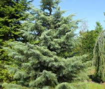 Abies concolor