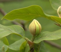 Magnolia sieboldii bloemknop