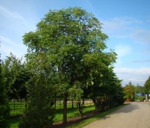 Toona sinensis