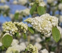 Viburnum plicatum 'Popcorn' - Japanse Sneeuwbal 'Popcorn' - 3
