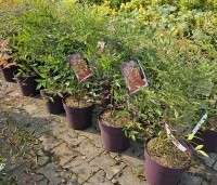 Nandina domestica - Hemelse bamboe - 1