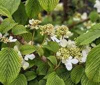 Viburnum plicatum 'St Keverne' - Japanse Sneeuwbal  'St Keverne' - 4