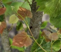 Tilia henryana - Chinese linde - augustus