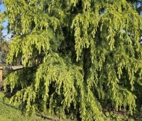 Cedrus deodara - Himalayaceder - 2
