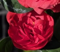 Camellia japonica 'Kramer's Supreme' - Camellia 'Kramer's Supreme' - 2