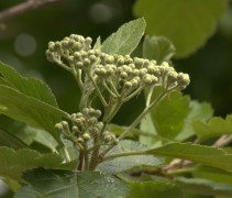 Bloesem Sorbus intermedia 'Brouwers