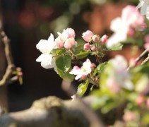 Malus domestica 'Gravensteiner'