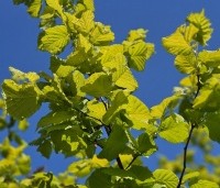 Corylus avellana 'Aurea' - Geelbladige hazelaar - 2