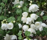 Philadelphus 'Virginal' - Boerenjasmijn 'Virginal' - bloei in juni