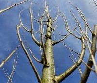 Populus nigra 'Italica' - Italiaanse populier - 3