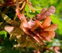 Acer campestre - Veldesdoorn - zaden vleugeltjes