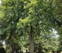 Tilia cordata - Winterlinde - 6