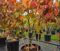 Cercis canadensis 'Forest Pansy' - Amerikaanse judasboom - meerstam met herfstkleuren