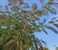 Albizia julibrissin 'Summer Chocolate' - Perzische slaapboom 'Summer Chocolate' - 2