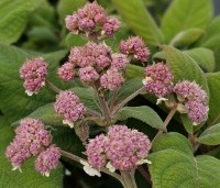 Hydrangea aspera 'Macrophylla' - Fluweelhortensia - 3