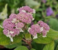 Hydrangea aspera 'Macrophylla' - Fluweelhortensia - 2