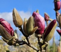 Magnolia 'Starburst' - Magnolia 'Starburst' - 1