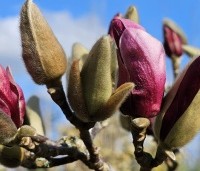 Magnolia 'Starburst' - Magnolia 'Starburst' - 2