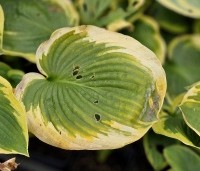Hosta 'Frances Williams' - Hartlelie - 2