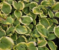 Hosta 'Frances Williams' - Hartlelie - herfst