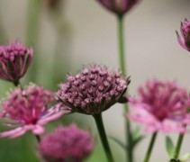 Astrantia major in bloei, een verrijking voor uw tuin.