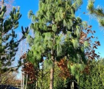Pinus Wallichiana