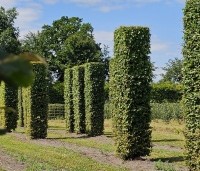 Carpinus betulus - Haagbeuk - 2