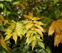 Wisteria floribunda 'Macrobotrys' - Blauwe regen - 1