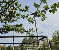 Platanus hispanica - Dakplataan vers aangeboden  takken. Dunne stam. Beginmaat.
