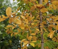 Magnolia Kobus - Beverboom - 1