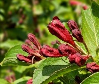 Weigela florida 'Red Prince' - Weigela 'Red Prince' - 1