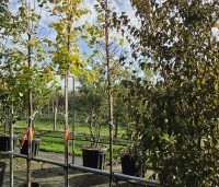 Tilia cordata 'Winter Orange' - Winterlinde - 2