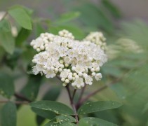 Sorbus aucuparia