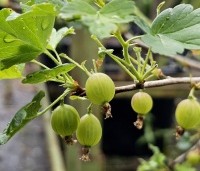 Ribes uva-crispa 'Hinnonmacky Gul' - Witte kruisbes 'Hinnonmacky Gul' - 5