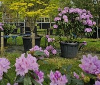 Rhododendron ponticum - Wilde rhododendron - 1
