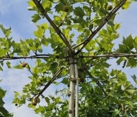 Platanus hispanica - Plataan - kruisvorm dak