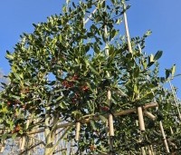Ilex 'Nellie R. Stevens' - Amerikaanse hulst - toepassing leiboom