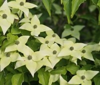 Cornus kousa 'Milky Way' - Japanse grootbloemige Kornoelje - 7