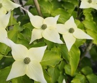Cornus kousa 'Milky Way' - Japanse grootbloemige Kornoelje - 8