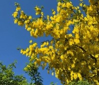 Laburnum wat. 'Vossii' - Goudenregen - 1