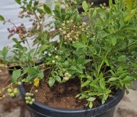 Vaccinium corymbosum 'Bluecrop' - Blauwe bes 'Bluecrop' - 1